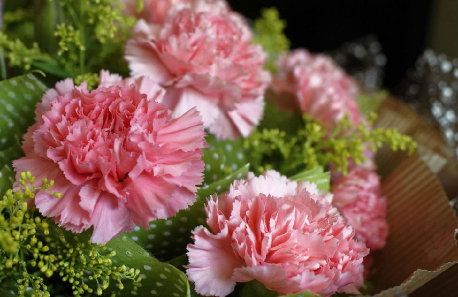 康乃馨送母亲,拿什么花送给白癜风患者?