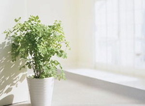 导致儿童发生白癜风的“诱苗”是什么