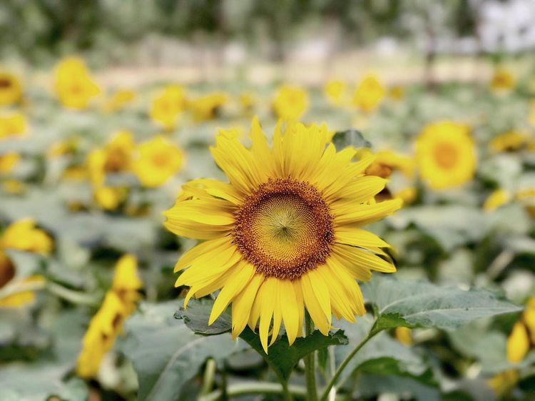 云南治寻常型白癜风的医院